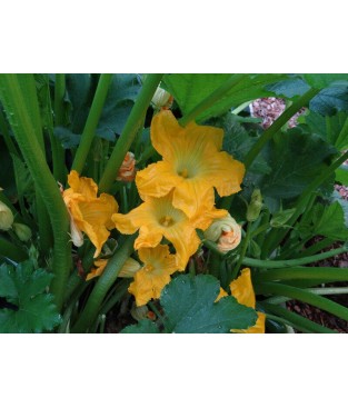 BUSTA SEMI ZUCCHINO DA FIORE 