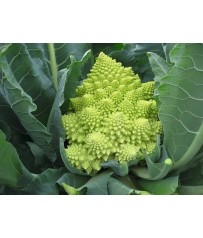 BUSTE SEMI DI CAVOLFIORE ROMANESCO NATALINO GR3