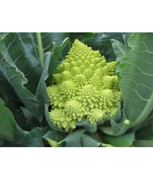 BUSTE SEMI DI CAVOLFIORE ROMANESCO NATALINO GR3