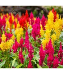 BUSTINA SEMI CELOSIA PLUMOSA IN MIX 