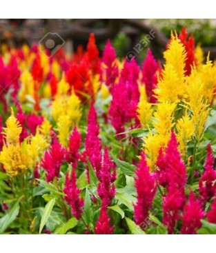 BUSTINA SEMI CELOSIA PLUMOSA IN MIX 