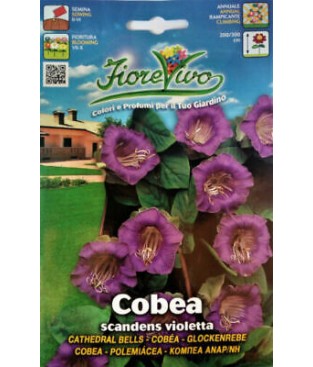    BUSTINA SEMI DI COBEA SCANDENS VIOLETTA 