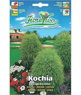  BUSTINA SEMI DI  KOCHIA O CIPRESSINO ANNUALE 