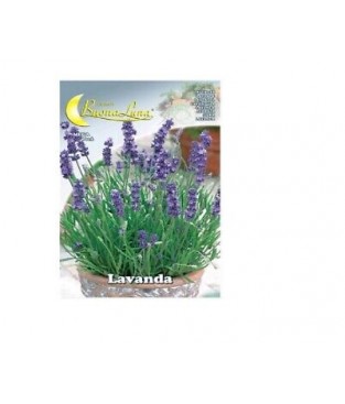 BUSTINA SEMI DI LAVANDA 