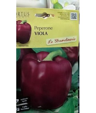 ,BUSTINA SEMI PEPERONE VIOLA Chocolate 