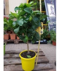 PIANTA DI LIMONE IN VASO CM 20 H 60CM