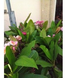 PLUMERIA   Cv Pink Jack POMELIA COLORATA VASO 15 CM H 30+