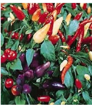 SEMENTI PEPERONCINO ORNAMENTALE SEMI STRANI SEEDS